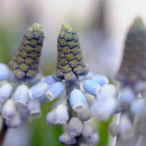 Muscari Valerie Finnis, Grape hyacinth Valerie Finnis, Muscari Armeniacum, Spring Bulbs, Spring Flowers, Blue spring bulbs, Blue flowers